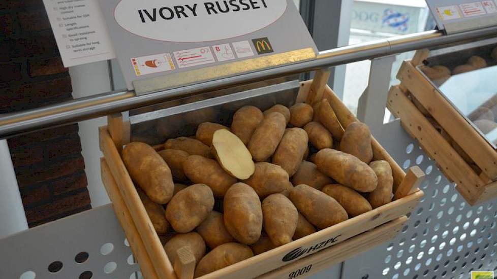 HZPC introduceerde enkele jaren geleden de Ivory Russet, waarmee het handelshuis de strijd wilde aangaan met de Amerikaanse Russet-rassen. De aardappel is bestemd voor de french fries van McDonalds. De witvlezige aardappel staat qua ras dicht bij de Innov