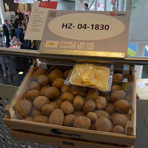 Ook presenteert HZPC enkele rassen onder nummer. Eén daarvan is de HZ 04 1830, een relatief vroeg chipsras. Opvallend aan dit ras is dat het beschikt over de volle resistentie tegen nematoden en wratziekte, waardoor het in heel Nederland geteeld kan worde