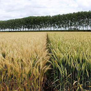 13 juli: Ook in deze fase zijn nog mooie rasverschillen te zien, in de vroegheid van afrijping. Door de natte weersomstandigheden afgelopen weken in het veld is de ziektedruk toegenomen. Ook hierin zijn rasverschillen zichtbaar.