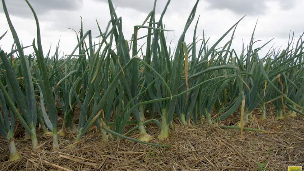 De combinatie Van Iperen, Mol Agrocom en De Witte Agro is actief als toeleverancier van gewasbeschermingsmiddelen en meststoffen in verschillende land- en tuinbouwgewassen, waaronder uien.