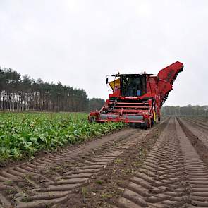Volgens Suiker Unie moet in totaal nog 6.500 hectare bieten worden gerooid.