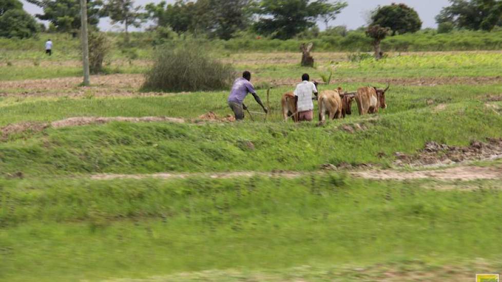 En de boer, hij ploegde voort. Ook in Tanzania, waar bijna iedereen boer is.