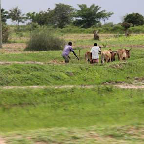 En de boer, hij ploegde voort. Ook in Tanzania, waar bijna iedereen boer is.