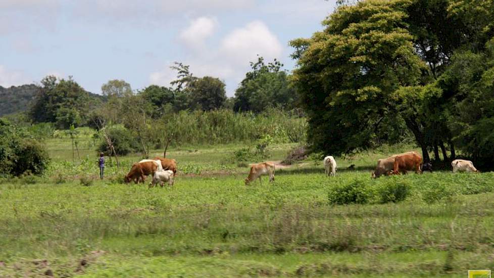 Omdat vrijwel iedereen zelfvoorzienend is, benut de Tanzaniaan elke meter van zijn terrein voor het telen van een gewas.