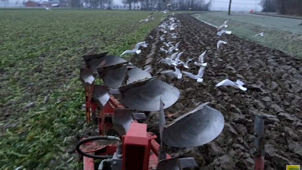Ook Menko van Zwol uit Spijk (Gr.) is aan het ploegen. ‘Toch nog even de vogeltjes voeren met dit koude weer.’