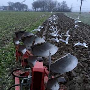 Ook Menko van Zwol uit Spijk (Gr.) is aan het ploegen. ‘Toch nog even de vogeltjes voeren met dit koude weer.’