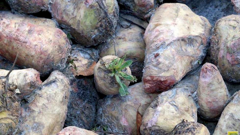 Volgens René Schunselaar van verwerker Sensus groeide de cichorei in de zomer moeilijk door droogte. Daarna kwam er juist veel water, wat de inulinegehaltes drukt. Een goede nagroei in de herfst levert toch nog een bovengemiddelde inuline-opbrengst per he