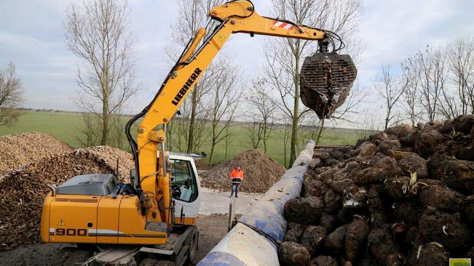 De kraanmachinist laadt de wagen goed vol. De bewaaromstandigheden van de wortels waren soms lastig door de hoge temperaturen in december tot begin januari. Van de koude in de afgelopen dagen hebben de wortels weinig last gehad. Die periode was maar kort.