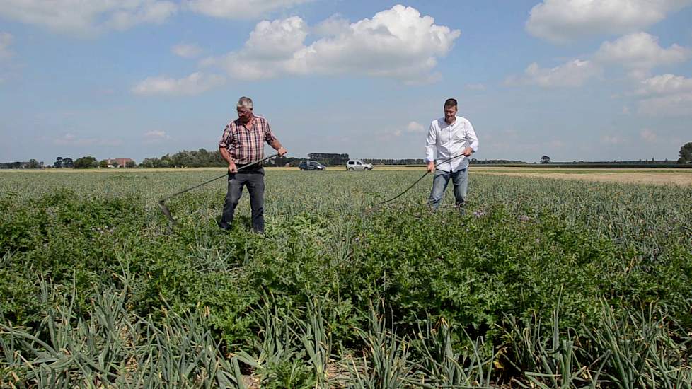 Boeren balen van disteloverlast