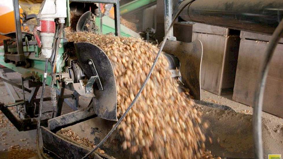Agpro Onions teelt en verhandelt plantuien. Het bedrijf in Zuid-Beijerland is al 50 jaar actief op de markt van plantuien.