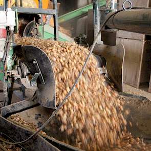 Agpro Onions teelt en verhandelt plantuien. Het bedrijf in Zuid-Beijerland is al 50 jaar actief op de markt van plantuien.