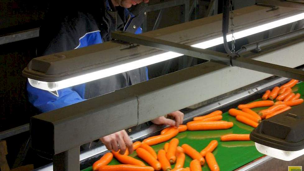 Er komt wat stemming op de markt van aardappelen en uien. Op de peenmarkt is het rustig, maar de biopeen maakte een grote prijssprong omhoog.