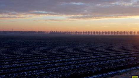 Onvoldoende koud weer maakt dat het graan in de Europese Unie nauwelijks afgehard is.