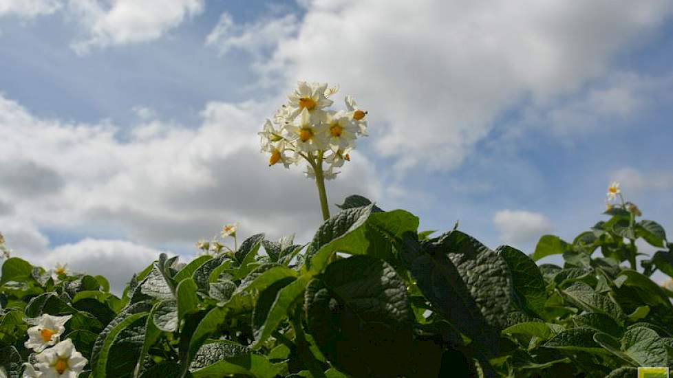 Onkruidbestrijding in aardappelen met Citation