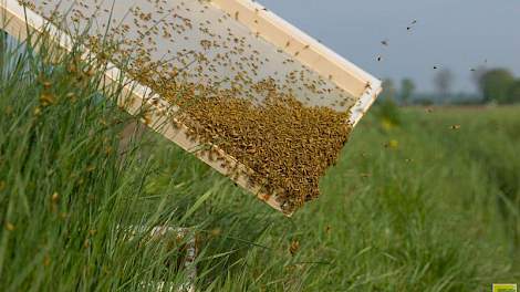 De uienvlieg, het belangrijkste schadelijke insect in uien, heeft twee tot drie generaties per jaar in de periode mei tot september. Doordat de wilde vliegen paren met steriele soortgenoten neemt hun aantal snel af.