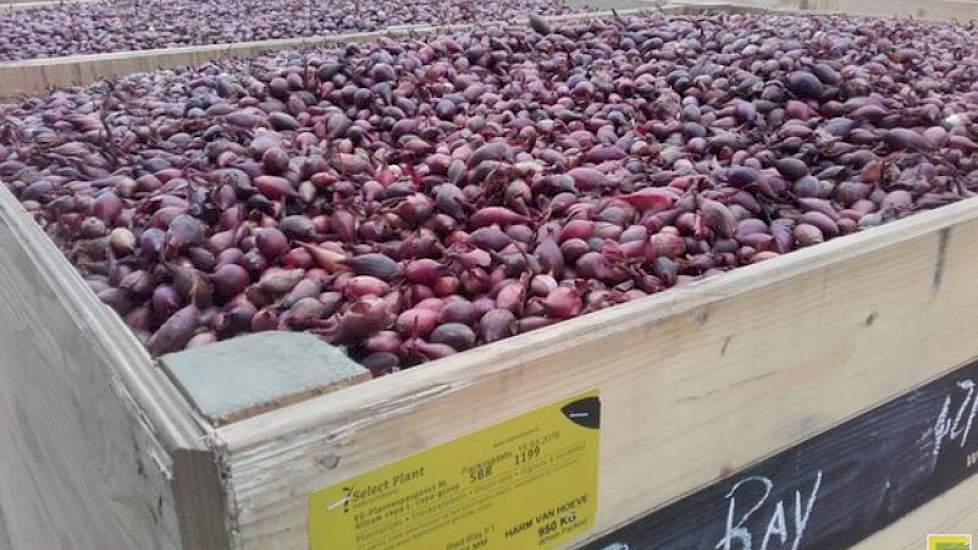 Het voorjaar gaat beginnen, zegt Harm van Hoeve, die zijn kisten met uien klaar heeft gezet. ‘Morgen uien planten op de akker.’