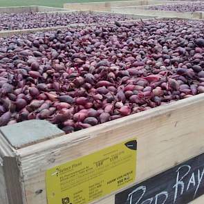 Het voorjaar gaat beginnen, zegt Harm van Hoeve, die zijn kisten met uien klaar heeft gezet. ‘Morgen uien planten op de akker.’
