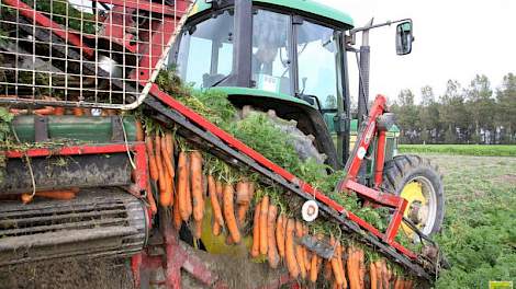 Peen die machinaal is gerooid heeft gemiddeld genomen meer problemen met zwarte vlekken dan handmatig gerooide peen.