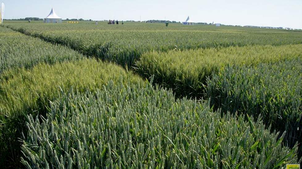 Op de proefbedrijven Ebelsheerd en Kollumerwaard volgen de onderzoekers van SPNA ieder jaar de aantasting van tarwe door schimmels. Ze gebruiken daarvoor onbehandelde veldjes van verschillende rassen.