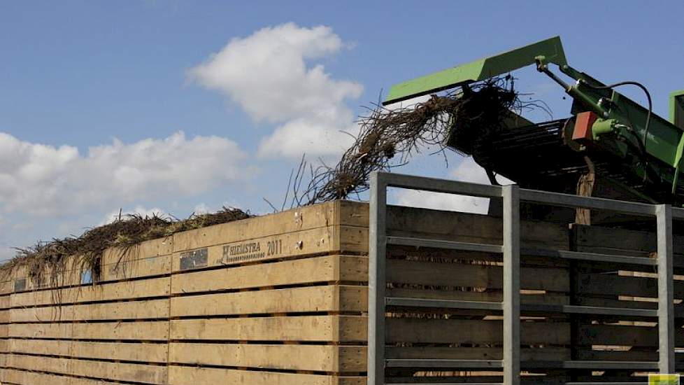 Op de rooibanden gaat het meeste zand van de planten af. Zo komt er een schoon product bij de sorteerders en de klanten.