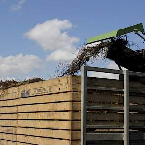 Op de rooibanden gaat het meeste zand van de planten af. Zo komt er een schoon product bij de sorteerders en de klanten.