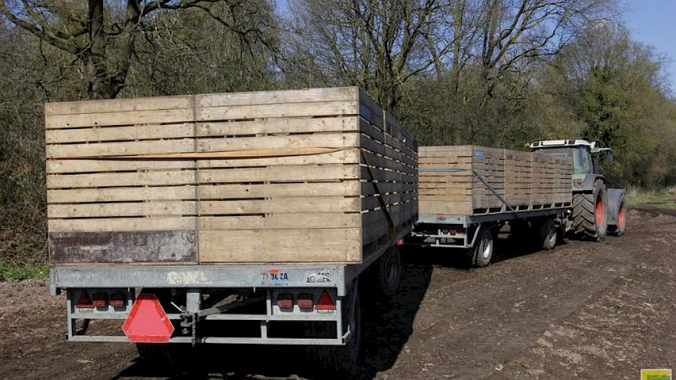 De planten gaan in kuubskisten naar Tebos in Helden-Dorp. Dat bedrijf sorteert de planten in A- en B-klasse en zet ze af in binnen- en buitenland.