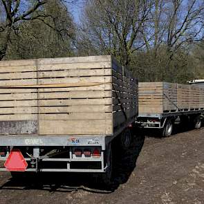 De planten gaan in kuubskisten naar Tebos in Helden-Dorp. Dat bedrijf sorteert de planten in A- en B-klasse en zet ze af in binnen- en buitenland.