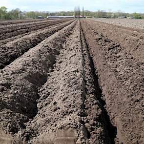 Paul en Gijs Krol werken veel op geruild land in de omgeving van Gemert. Aardappelen zijn hun belangrijkste gewas. Daarnaast doen ze bieten, wortels en ze doen werk in de maïs bij de boeren waarmee ze land ruilen.