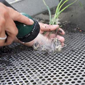 Planten klaarmaken voor een kunstmatige behandeling om van een haploïde een polyploïde te maken. Dat begint met het schoon spoelen van de wortels, hier bij maïs. In Rilland maakt Limagrain ook veel dh’s voor het snijmaïsprogramma.