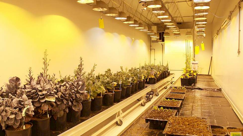 Het gaat er om dat nakomelingen steeds dezelfde eigenschappen hebben als de moederplant. Die moederplanten worden door de verschillende veredelingsafdelingen op het dh-lab aangeleverd. Met die zogenaamde donorplanten begint het proces.