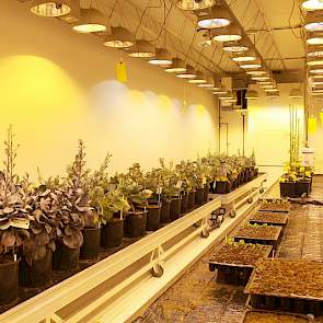 Het gaat er om dat nakomelingen steeds dezelfde eigenschappen hebben als de moederplant. Die moederplanten worden door de verschillende veredelingsafdelingen op het dh-lab aangeleverd. Met die zogenaamde donorplanten begint het proces.