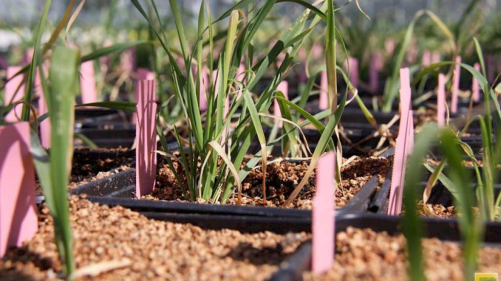 Tarwe dh-planten in de kas. Pas nu hebben de nakomelingen hun beoogde waarde voor de kweker. De planten zijn genetisch zuiver en stabiel en ze kunnen zelf zaad vormen.