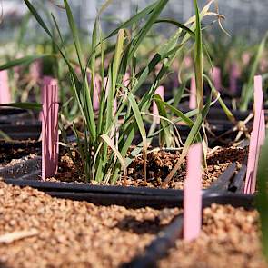 Tarwe dh-planten in de kas. Pas nu hebben de nakomelingen hun beoogde waarde voor de kweker. De planten zijn genetisch zuiver en stabiel en ze kunnen zelf zaad vormen.