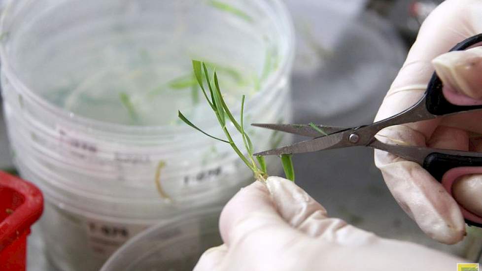 In een volgend stadium worden de plantjes ingelegd en geprepareerd voor verdere  acclimatisering in speciale groeikamers (volgende foto) met optimale belichting.