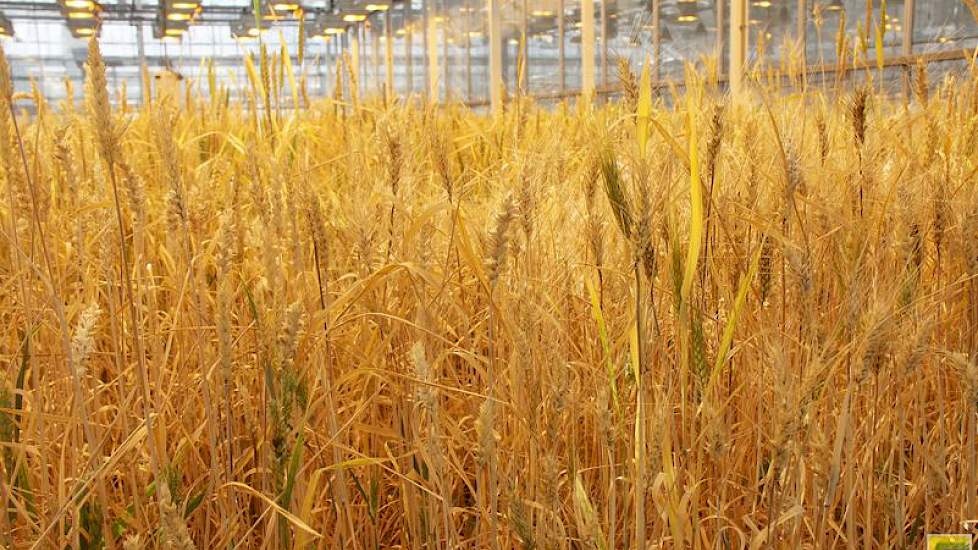 Ook de graanveredelaars van Limagrain doen hun voordeel met de tijdwinst die de dh-techniek met zich meebrengt. Het zaad van deze zuivere vruchtbare planten vindt zijn weg naar de vele veredelingscentra in Europa waar ze na doorontwikkeling uiteindelijk d