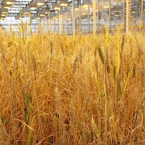 Ook de graanveredelaars van Limagrain doen hun voordeel met de tijdwinst die de dh-techniek met zich meebrengt. Het zaad van deze zuivere vruchtbare planten vindt zijn weg naar de vele veredelingscentra in Europa waar ze na doorontwikkeling uiteindelijk d