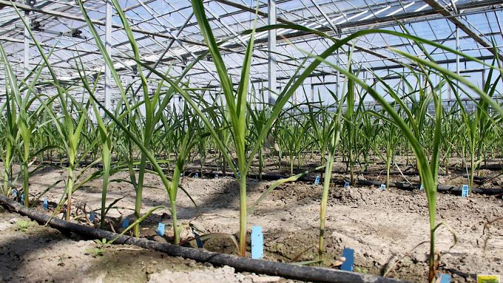 Medewerkers van de maïsafdeling komen hun klant-en-klare dh’s ophalen. Na uitplant in kassen  groeien ze verder op en rijpen er ook af. Het zaad voor de proefvelden gaat vervolgens de hele wereld over, zowel op het noordelijk als zuidelijk halfrond, zodat
