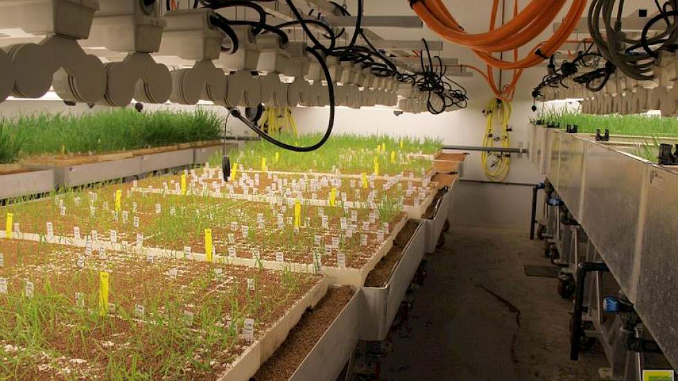 In kassen worden de (haploïde) planten verder opgekweekt. Voor de veredelaars zijn ze nog niet bruikbaar, omdat ze er niet mee kunnen kruisen. Chromosoomparen moeten zich kunnen splitsen en dat is bij een haploïde niet mogelijk.