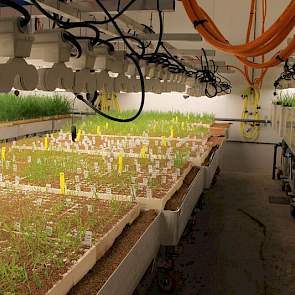 In kassen worden de (haploïde) planten verder opgekweekt. Voor de veredelaars zijn ze nog niet bruikbaar, omdat ze er niet mee kunnen kruisen. Chromosoomparen moeten zich kunnen splitsen en dat is bij een haploïde niet mogelijk.