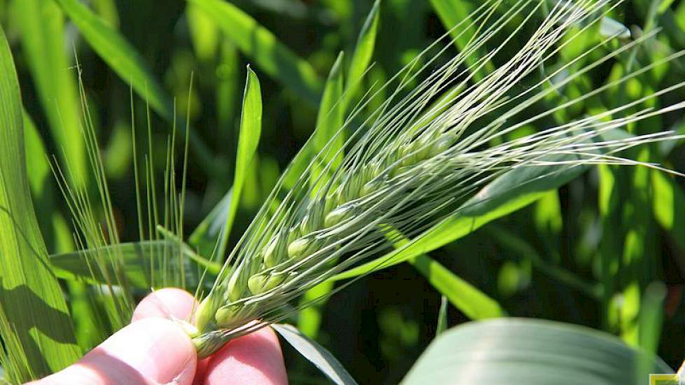 Kwekers hebben voor hun kruisingsprogramma’s zuivere stabiele lijnen nodig (oftewel homozygote of zaadvaste planten waarin de gewenste eigenschappen genetisch stevig verankerd liggen). Om zo’n zuivere lijn te bouwen zijn vele generaties van herhaalde zelf