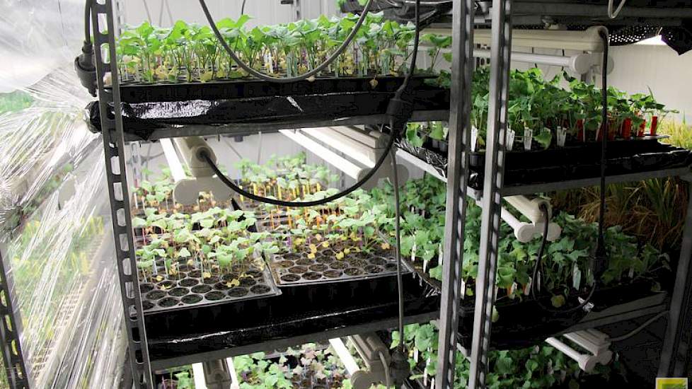 Het dh’s lab in Rilland is een expertisecentrum voor Limagrain Europa. Jaarlijks maken ze hier tienduizenden dh-planten van maïs, tarwe, gerst, ui en koolzaad, maar ook voor groentegewassen (brassica’s, radijs, prei) voor het zusterbedrijf Hazera.