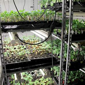 Het dh’s lab in Rilland is een expertisecentrum voor Limagrain Europa. Jaarlijks maken ze hier tienduizenden dh-planten van maïs, tarwe, gerst, ui en koolzaad, maar ook voor groentegewassen (brassica’s, radijs, prei) voor het zusterbedrijf Hazera.