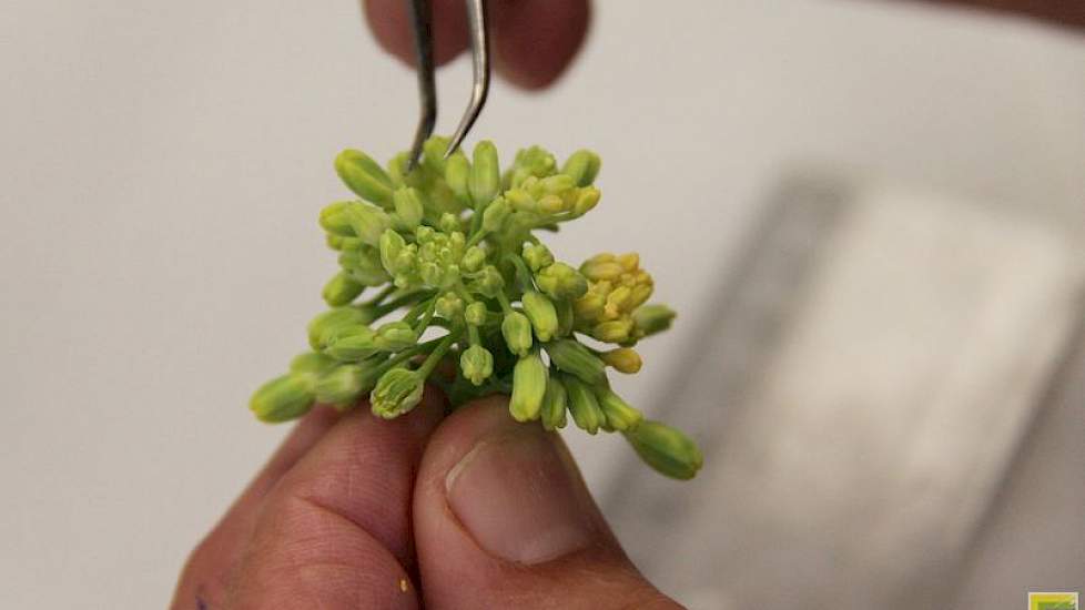 Er zijn verschillende technieken om dh’s te maken. Bij elk gewas werkt het net even weer wat anders. Bij brassica’s worden bijvoorbeeld microsporen geïsoleerd die later uitgroeien tot een embryo en plantje.