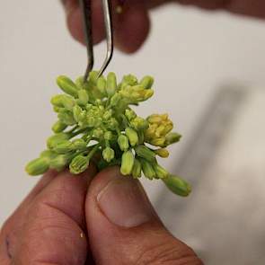 Er zijn verschillende technieken om dh’s te maken. Bij elk gewas werkt het net even weer wat anders. Bij brassica’s worden bijvoorbeeld microsporen geïsoleerd die later uitgroeien tot een embryo en plantje.