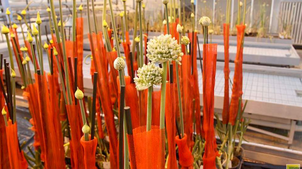 Bij het maken van uien-dh’s gaat het om de bloemen die in het juiste stadium worden geselecteerd en op een speciaal groeimedium worden uitgezet.