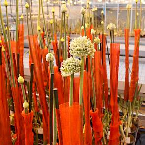 Bij het maken van uien-dh’s gaat het om de bloemen die in het juiste stadium worden geselecteerd en op een speciaal groeimedium worden uitgezet.