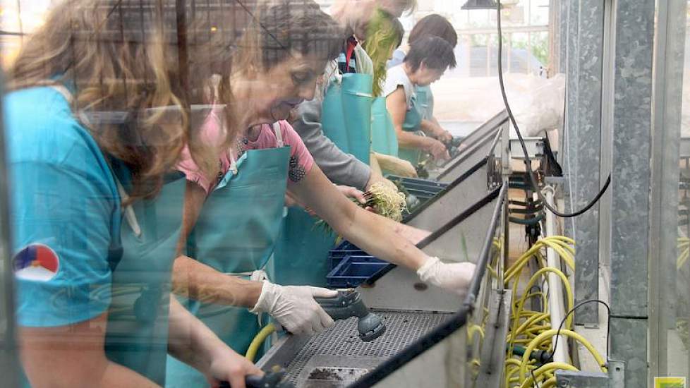 Zo’n 30 medewerkers zijn door het jaar heen belast met het produceren van al die dh-plantjes voor de verschillende veredelingsafdelingen.