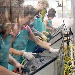 Zo’n 30 medewerkers zijn door het jaar heen belast met het produceren van al die dh-plantjes voor de verschillende veredelingsafdelingen.