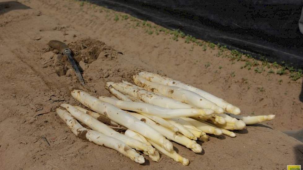 De asperges zijn volgens Hendriksen het meest gewild rond dagen dat familie en vrienden veel samen eten: Pasen, Pinksteren en moederdag.