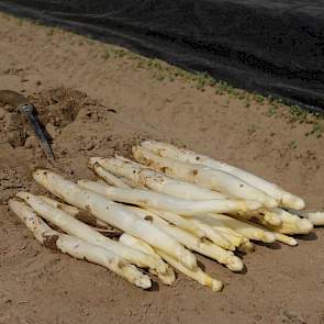 De asperges zijn volgens Hendriksen het meest gewild rond dagen dat familie en vrienden veel samen eten: Pasen, Pinksteren en moederdag.